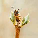 To be or not to be a Honeybee company
