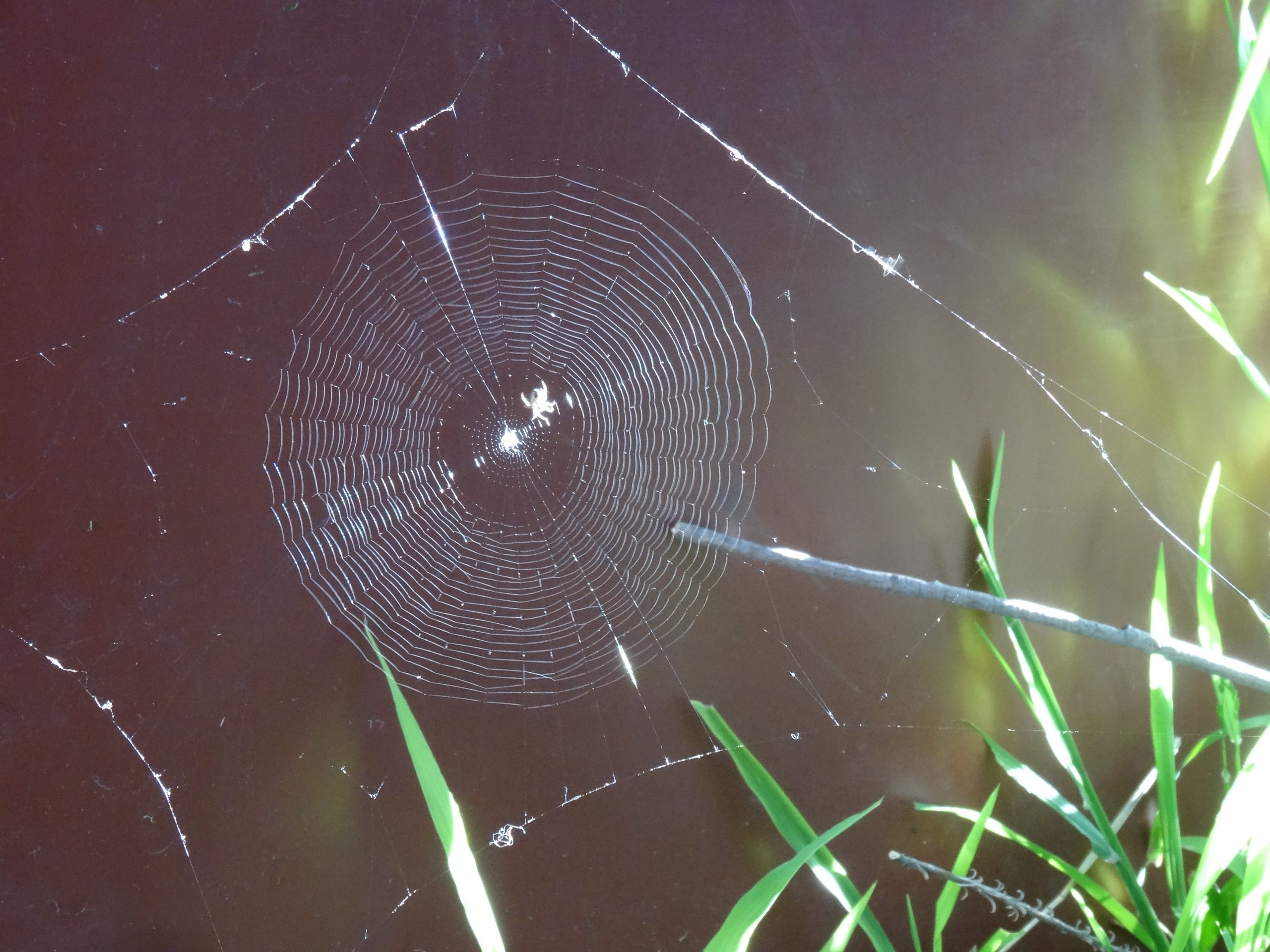 Spiderweb