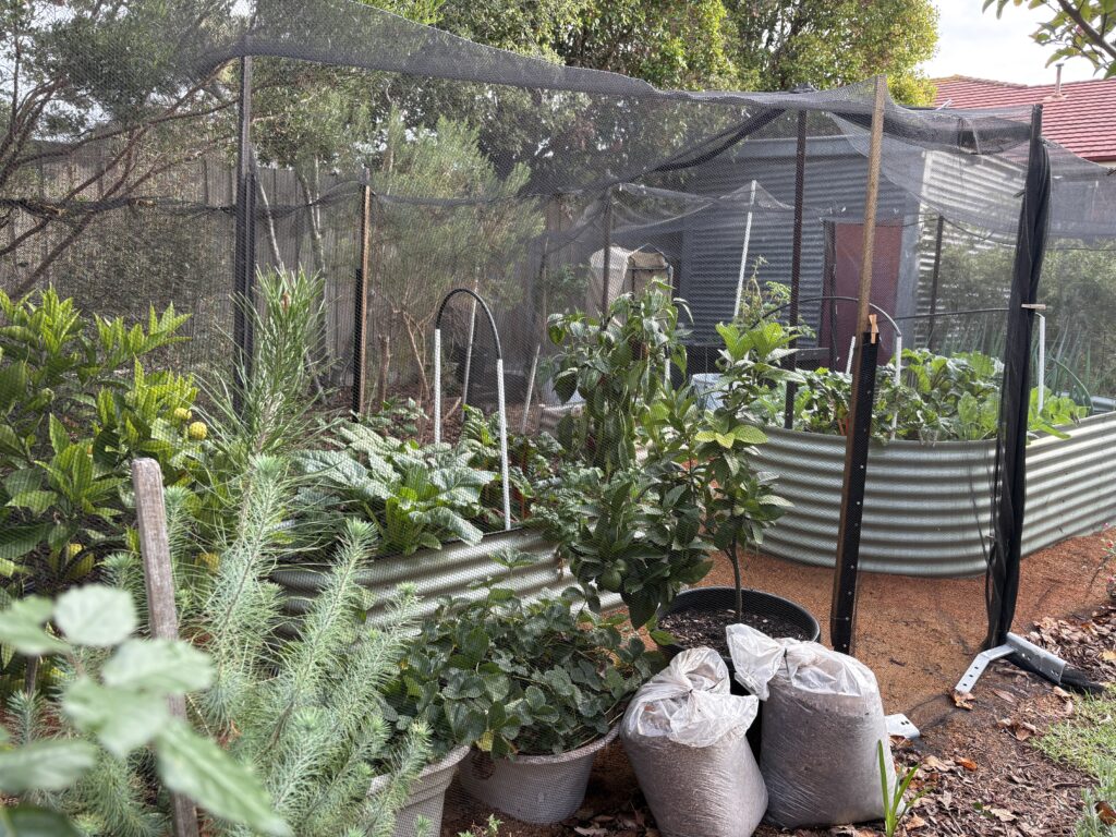 Jacky's garden in Drysdale